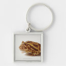 Buscar rana llaveros Fauna