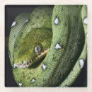 Buscar amazon posavasos Animal