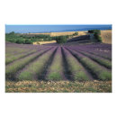 Buscar agricultura fotografía Árbol