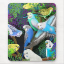 Buscar parakeet electronica Budgie
