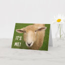 Buscar cute sheep tarjetas 6 º oveja