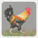 Buscar gallo colorido pegatinas Pollos