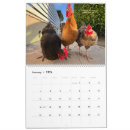 Buscar pollo calendarios Gallinas