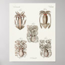Buscar calamar posters Ilustracion