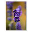 Buscar lavanda fotografía General y unisex