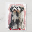 Buscar collies barbudos tarjetas Collie barbudo
