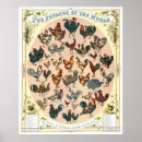 Buscar gallo razas Aves de corral