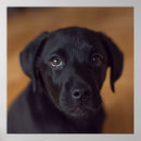 Buscar labrador posters Cachorro