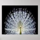 Buscar pavo real blanco posters Para ella