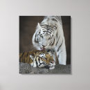 Buscar tigre blanco y negro lienzos Fauna