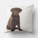 Buscar chocolate labrador cojines Animal