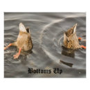 Buscar patos silvestres posters General y unisex