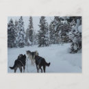 Buscar poscard postales Perro