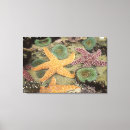 Buscar estrella de mar lienzos Océano