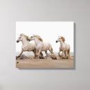 Buscar equus lienzos Equus ferus caballus camarguensis