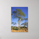 Buscar acacias lienzos África