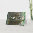 Buscar mapache lindo tarjetas Naturaleza