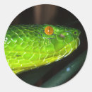 Buscar virutas postales Serpiente
