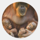 Buscar hermano gemelo pegatinas Bebé