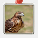 Buscar cola roja adornos Naturaleza