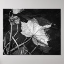 Buscar las gotas posters Fotografía de naturaleza