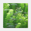Buscar fish imanes Acuario