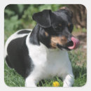 Buscar jack russell terrier pegatinas Amante de los perros