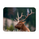Buscar cuernos imanes Toro