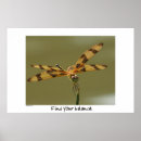 Buscar fotos de animales salvajes posters Naturaleza