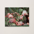 Buscar flamencos rosados puzzles Naturaleza