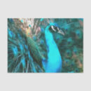 Buscar pavo real papel de seda Aves