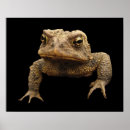 Buscar ranas lindas posters Para todos