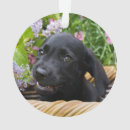 Buscar perro negro del labrador retriever adornos Lindo