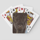 Buscar bisonte Montana