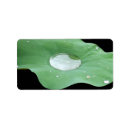 Buscar lilypad Yoga