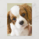 Buscar perro de perrito postales Perros