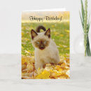 Buscar gatos siameses tarjetas Animales