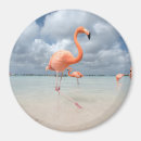 Buscar aruba imanes Tropical