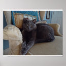Buscar gato azul ruso posters Felino