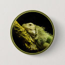 Buscar iguana chapas Fotografía