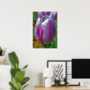 Buscar tulipanes arte Morado