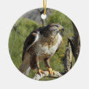 Buscar halcones Buteo