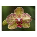 Buscar diseños tropicales posters Orquídea