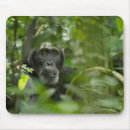 Buscar chimpancé alfombrillas de raton Animales