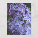 Buscar lilas púrpuras postales Floral