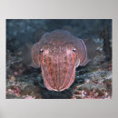 Buscar cefalópodos posters Vida marina