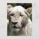 Buscar leones blancos postales General y unisex
