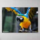 Buscar loros posters Guacamayo