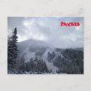 Buscar snowbird Pájaro de nieve