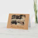 Buscar sheep tarjetas Fotografía